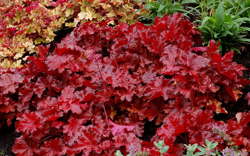  Forever Red Heuchera - Coral Bells - 1 Gallon Pot