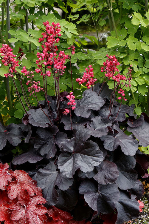  Black Forest Cake Heuchera (Coral Bells) - 1 Gallon Pot