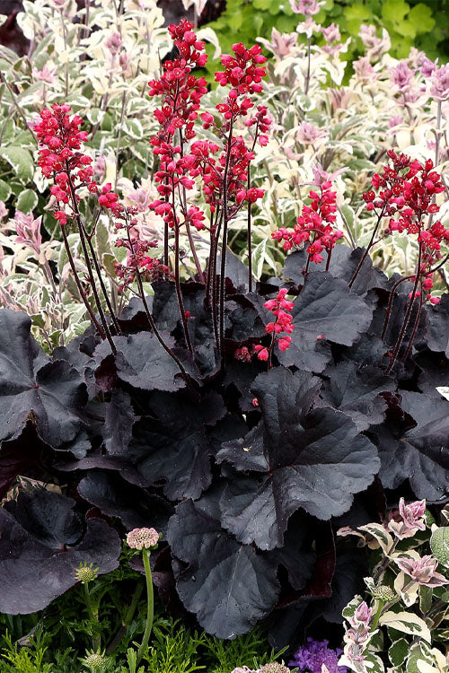 Black Forest Cake Heuchera (Coral Bells) - 1 Gallon Pot