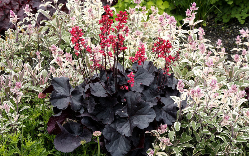  Black Forest Cake Heuchera (Coral Bells) - 1 Gallon Pot