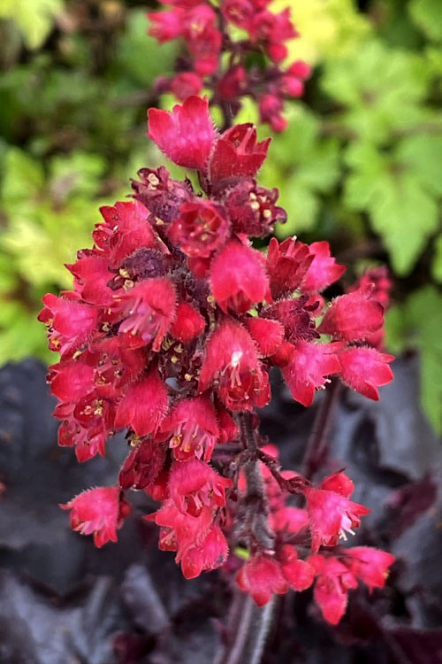  Black Forest Cake Heuchera (Coral Bells) - 1 Gallon Pot