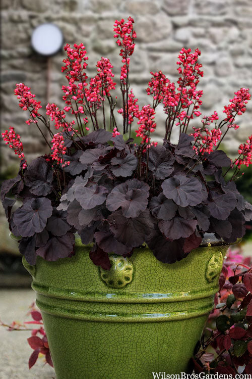  Black Forest Cake Heuchera (Coral Bells) - 1 Gallon Pot