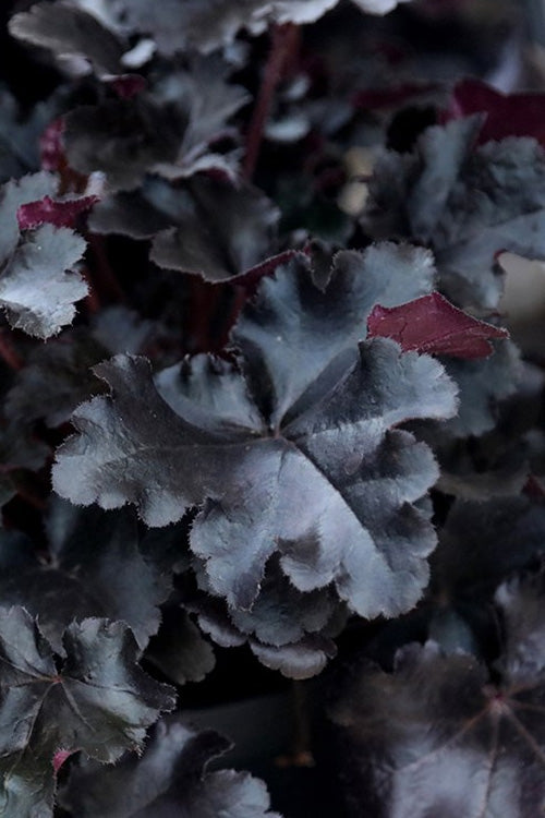  Black Pearl Heuchera (Coral Bells) - 1 Gallon Pot