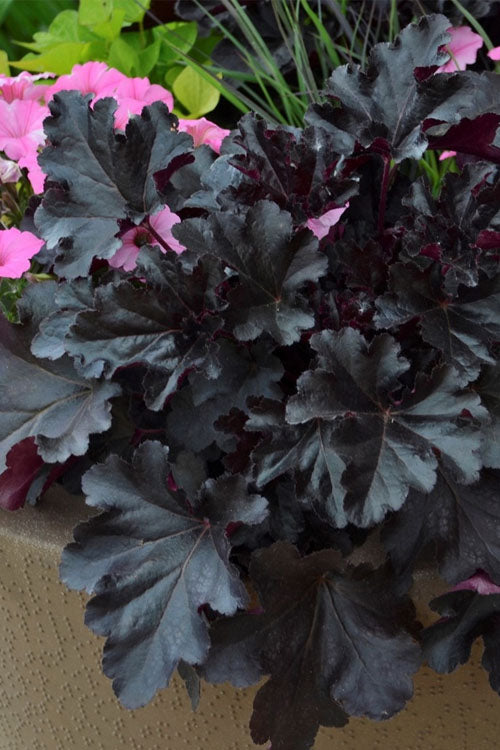  Black Pearl Heuchera (Coral Bells) - 1 Gallon Pot