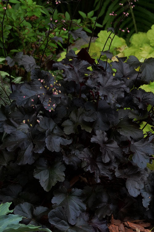  Black Pearl Heuchera (Coral Bells) - 1 Gallon Pot
