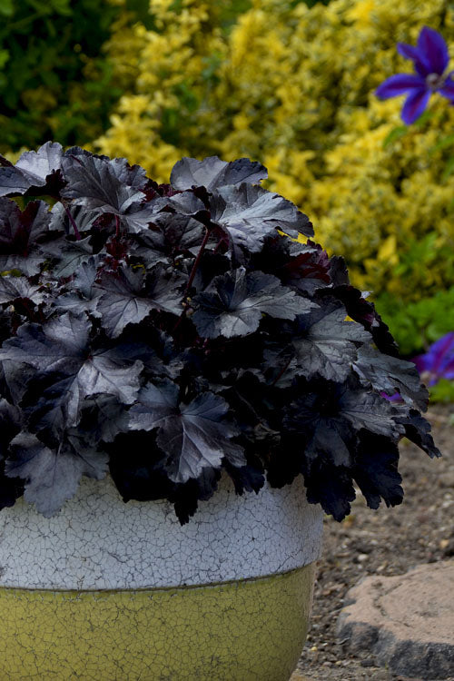  Black Pearl Heuchera (Coral Bells) - 1 Gallon Pot