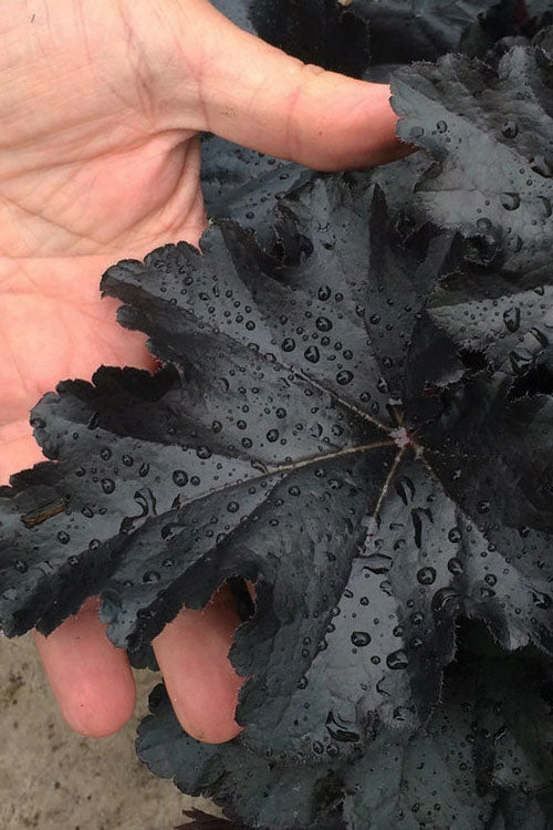  Black Pearl Heuchera (Coral Bells) - 1 Gallon Pot