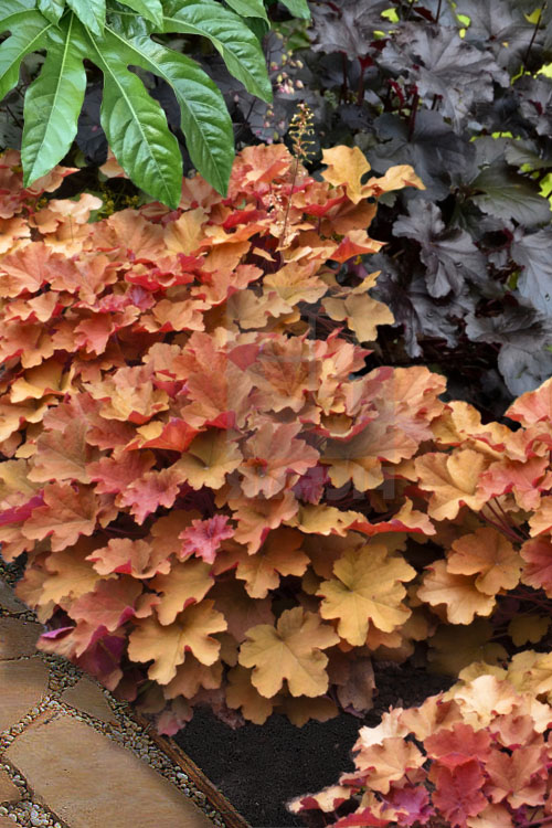  Caramel Heuchera (Villosa Hybrid) - 1 Gallon Pot