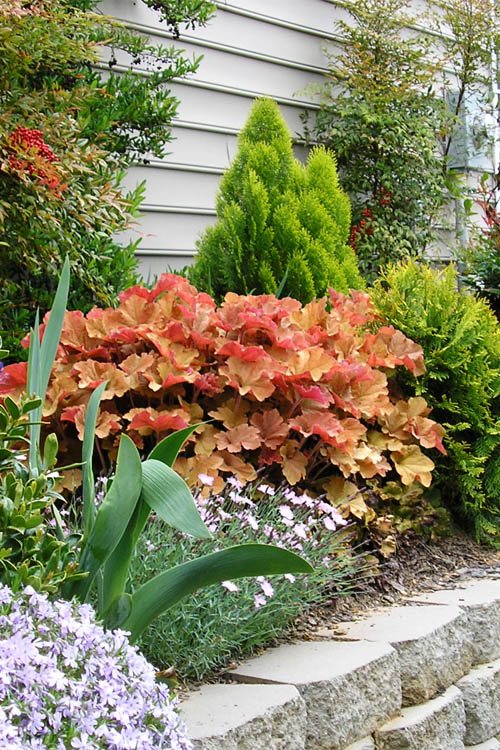  Caramel Heuchera (Villosa Hybrid) - 5 Pack Of Quart Pots