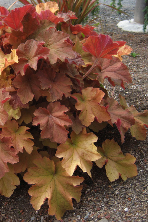  Caramel Heuchera (Villosa Hybrid) - 5 Pack Of Quart Pots