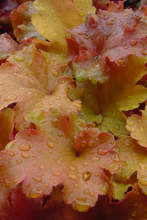  Caramel Heuchera (Villosa Hybrid) - 1 Gallon Pot