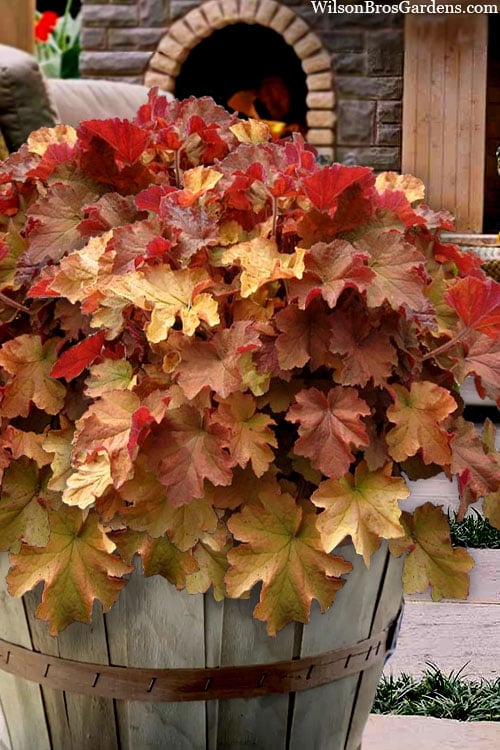  Caramel Heuchera (Villosa Hybrid) - 1 Gallon Pot
