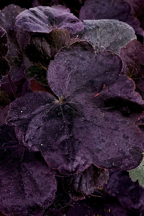  Carnival Black Olive Heuchera (Coral Bells) - 1 Gallon Pot