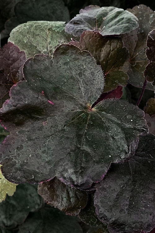  Carnival Black Olive Heuchera (Coral Bells) - 1 Gallon Pot