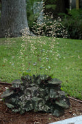  Carnival Black Olive Heuchera (Coral Bells) - 1 Gallon Pot