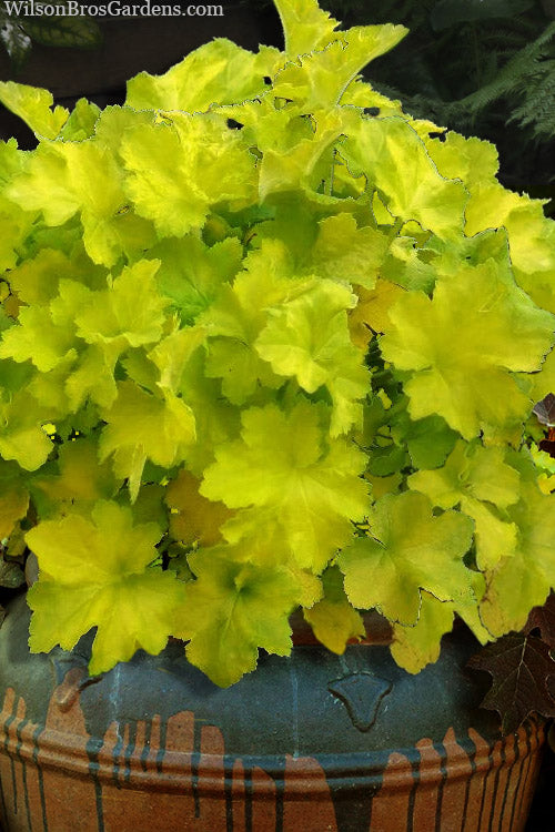  Citronelle Heuchera (Coral Bells) - 6 Pack Of 1 Gallon Pots