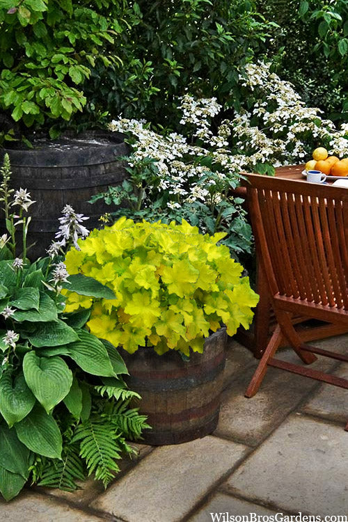  Citronelle Heuchera (Coral Bells) - 6 Pack Of 1 Gallon Pots