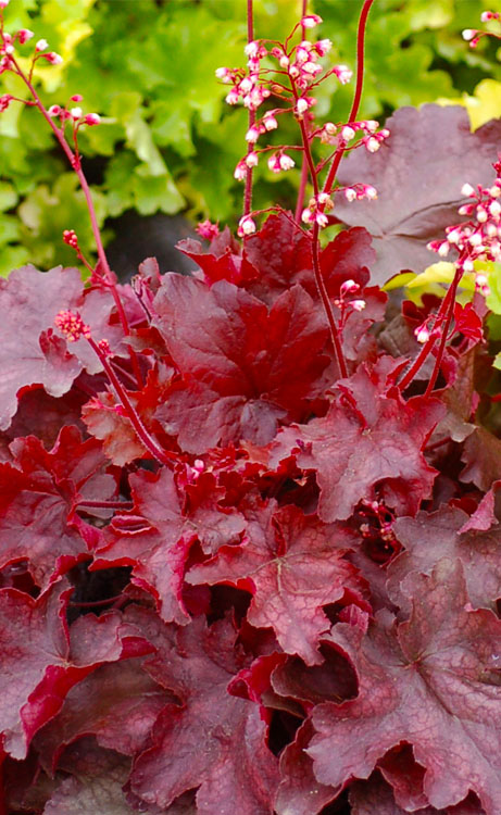  Fire Chief Heuchera (Coral Bells) - 5 Pack Of Quart Pots