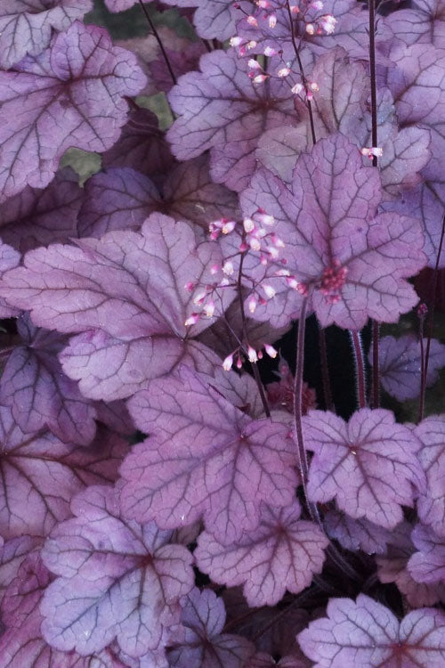  Georgia Plum Heuchera (Coral Bells) - 5 Pack Of Quart Pots
