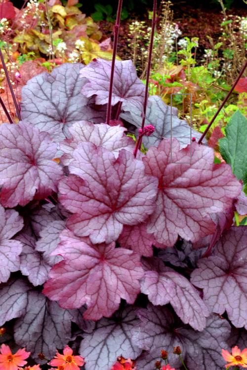  Georgia Plum Heuchera (Coral Bells) - 5 Pack Of Quart Pots