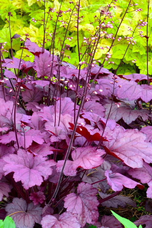  Georgia Plum Heuchera (Coral Bells) - 5 Pack Of Quart Pots