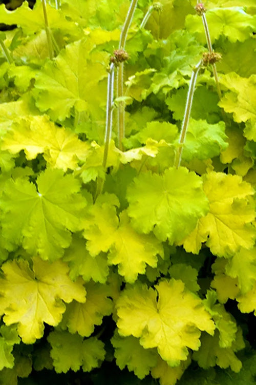  Lemon Love Heuchera (Coral Bells ) - 1 Gallon Pot