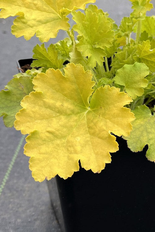  Lemon Love Heuchera (Coral Bells ) - 1 Gallon Pot
