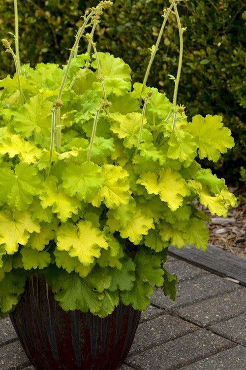  Lemon Love Heuchera (Coral Bells ) - 1 Gallon Pot