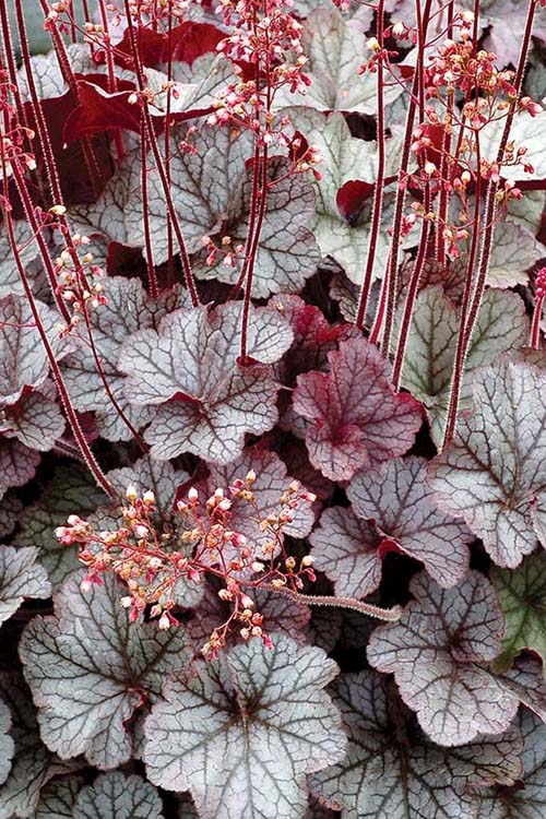  Northern Exposure Silver Heuchera - 1 Gallon Pot