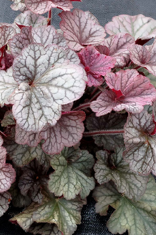  Northern Exposure Silver Heuchera - 1 Gallon Pot