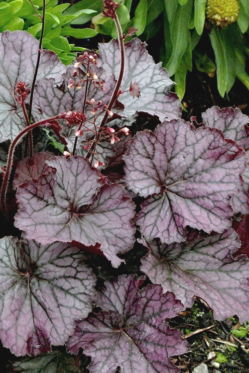 Northern Exposure Silver Heuchera - 1 Gallon Pot