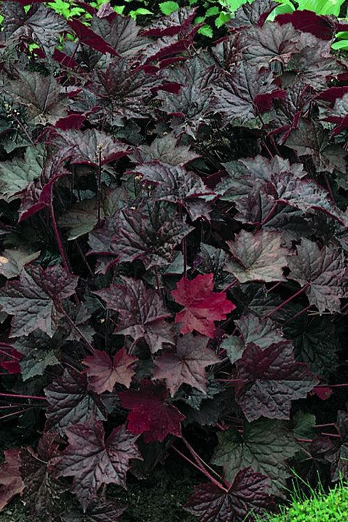  Palace Purple Heuchera (Coral Bells) - 1 Gallon Pot