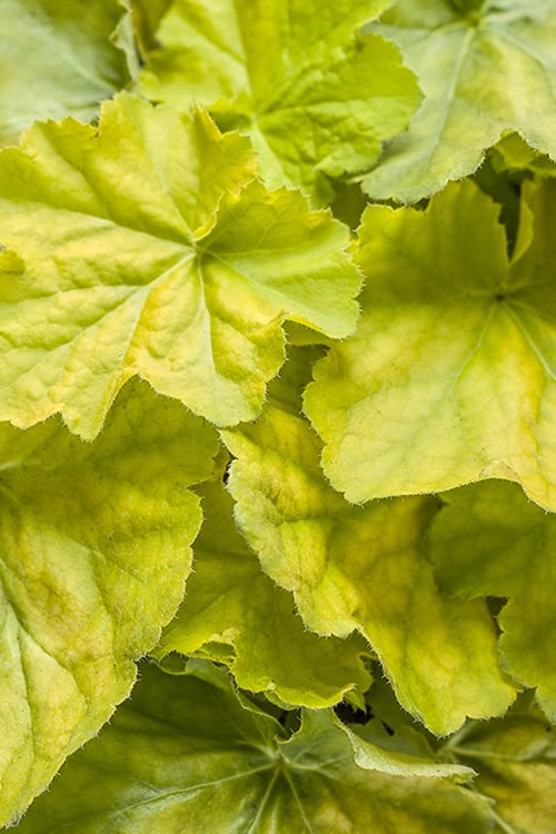  Pretty Pistachio Heuchera (Coral Bells) - 1 Gallon Pot