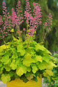  Pretty Pistachio Heuchera (Coral Bells) - 1 Gallon Pot