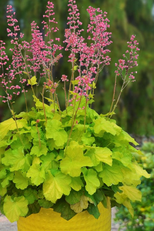  Pretty Pistachio Heuchera (Coral Bells) - 1 Gallon Pot