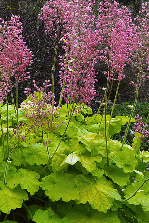  Pretty Pistachio Heuchera (Coral Bells) - 1 Gallon Pot