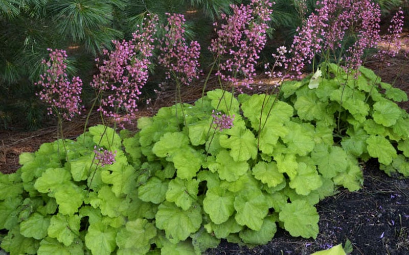  Pretty Pistachio Heuchera (Coral Bells) - 1 Gallon Pot