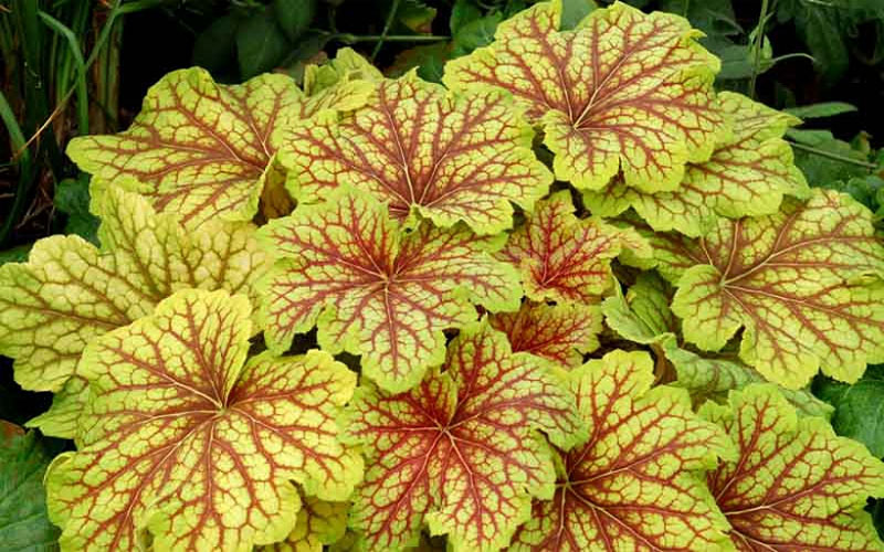  Red Lightning Heuchera- 5 Pack Quart Pots