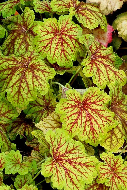  Red Lightning Heuchera - 5 Pack Quart Pots