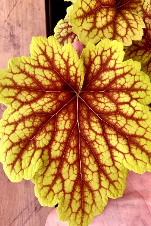  Red Lightning Heuchera - 5 Pack Quart Pots