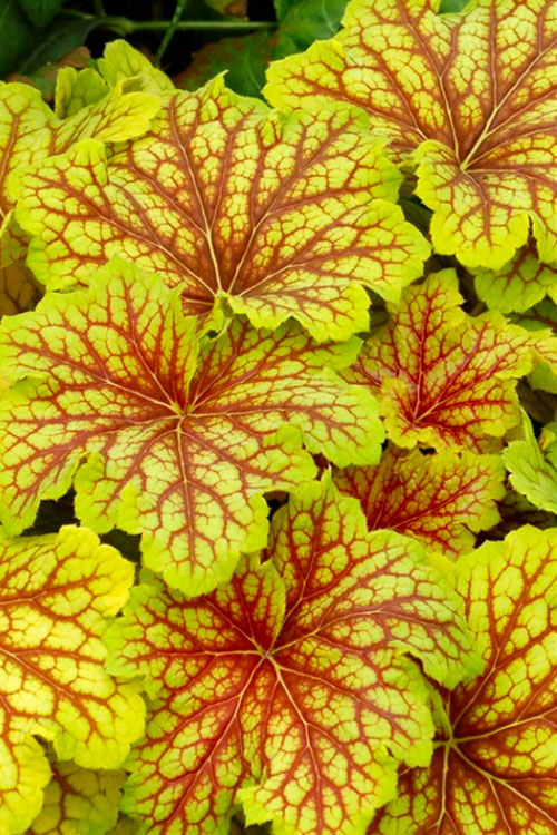  Red Lightning Heuchera- 5 Pack Quart Pots
