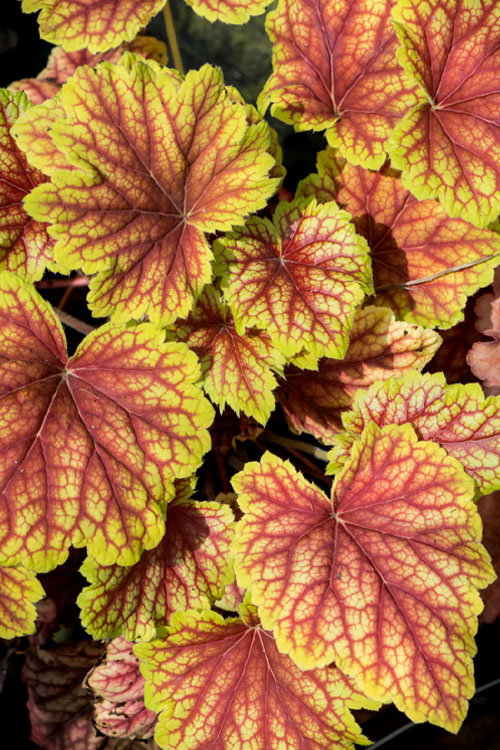  Red Lightning Heuchera- 1 Gallon Pot