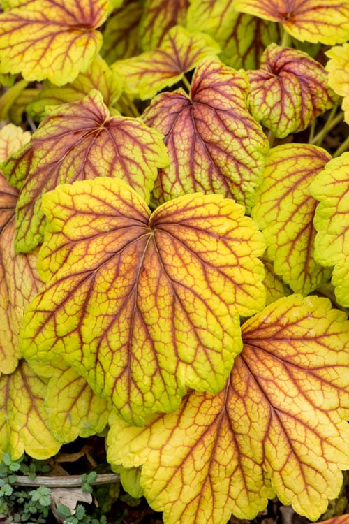  Red Lightning Heuchera - 5 Pack Quart Pots