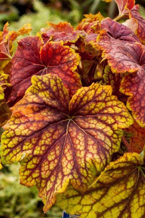 Red Lightning Heuchera - 5 Pack Quart Pots