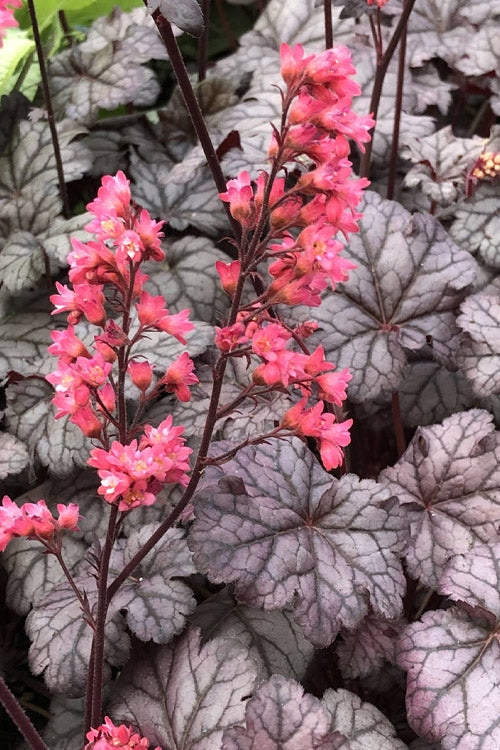  Timeless Treasure Heuchera (Coral Bells) - 5 Pack Of Quart Pots