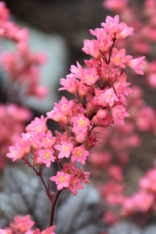  Timeless Treasure Heuchera (Coral Bells) - 5 Pack Of Quart Pots