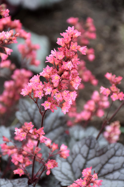  Timeless Treasure Heuchera (Coral Bells) - 5 Pack Of Quart Pots