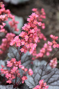 Timeless Treasure Heuchera (Coral Bells) - 5 Pack Of Quart Pots