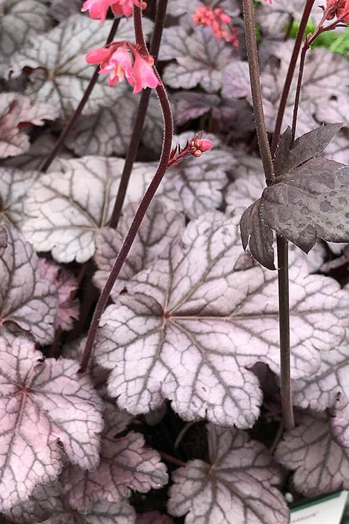  Timeless Treasure Heuchera (Coral Bells) - 5 Pack Of Quart Pots