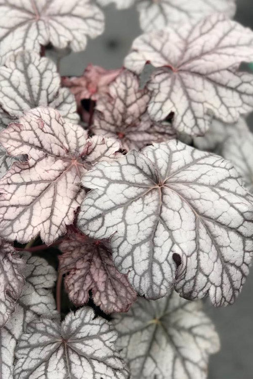 Timeless Treasure Heuchera (Coral Bells) - 5 Pack Of Quart Pots